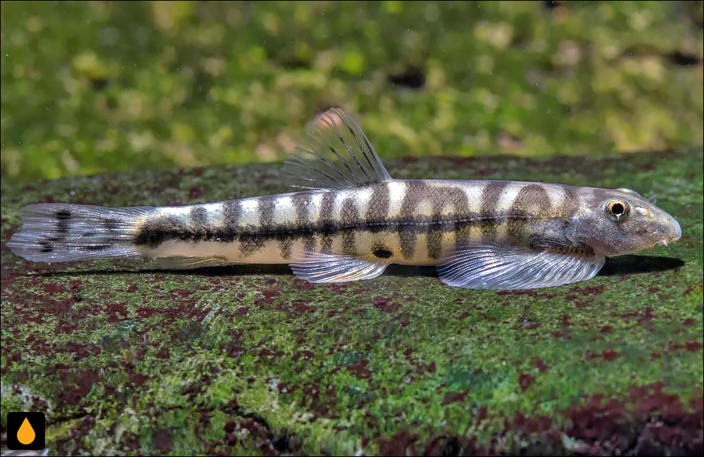 Protomyzon whiteheadi