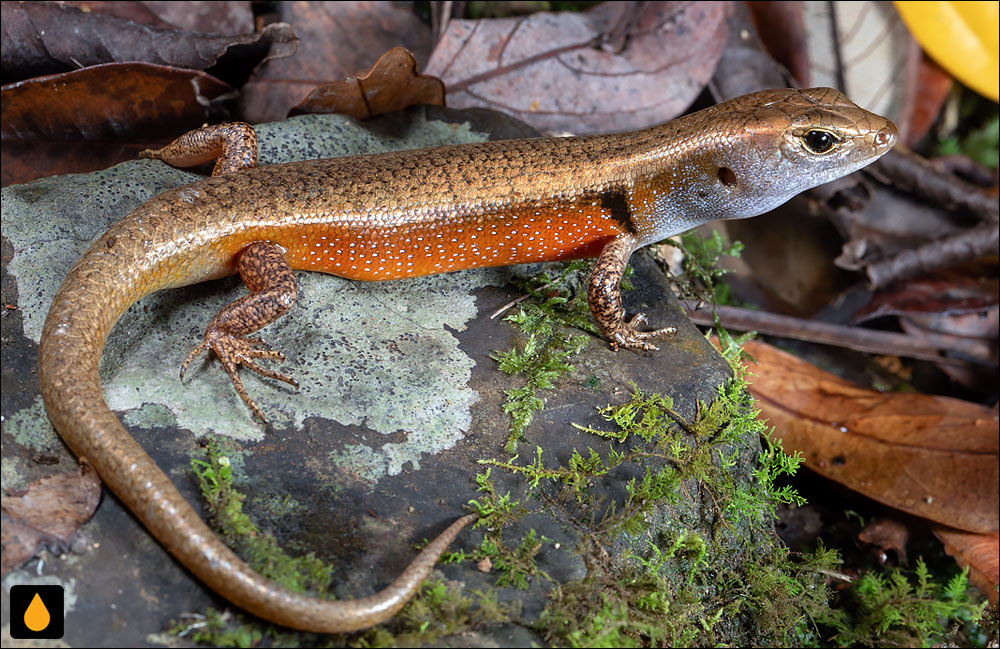 سقنقور جنگلی لکه‌نارنجی