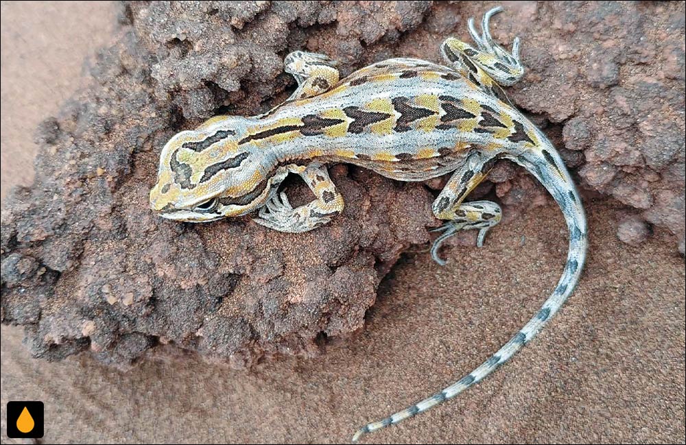 ایگوآنای هموار جنوبی (آنول بل)