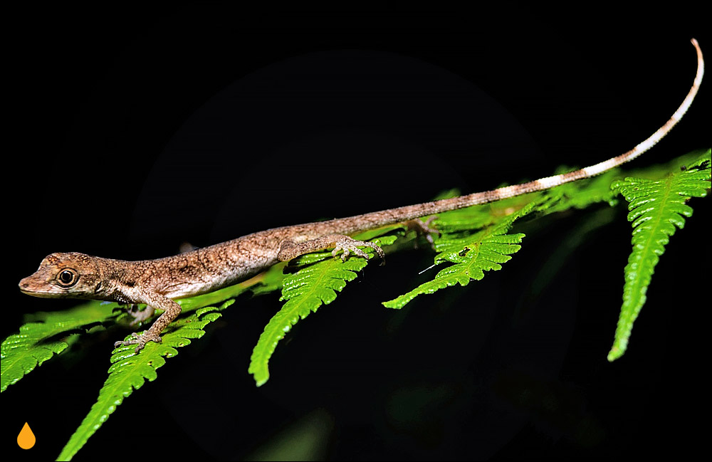 آنول شکم‌لکه‌ای