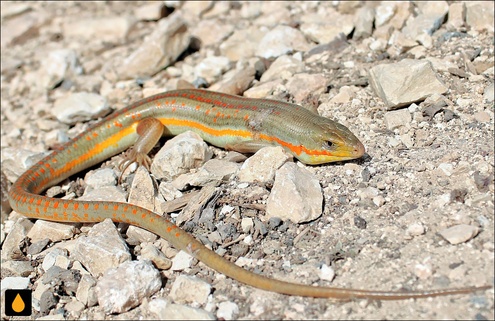 سقنقور اشنایدر (سقنقور خال‌سرخ)