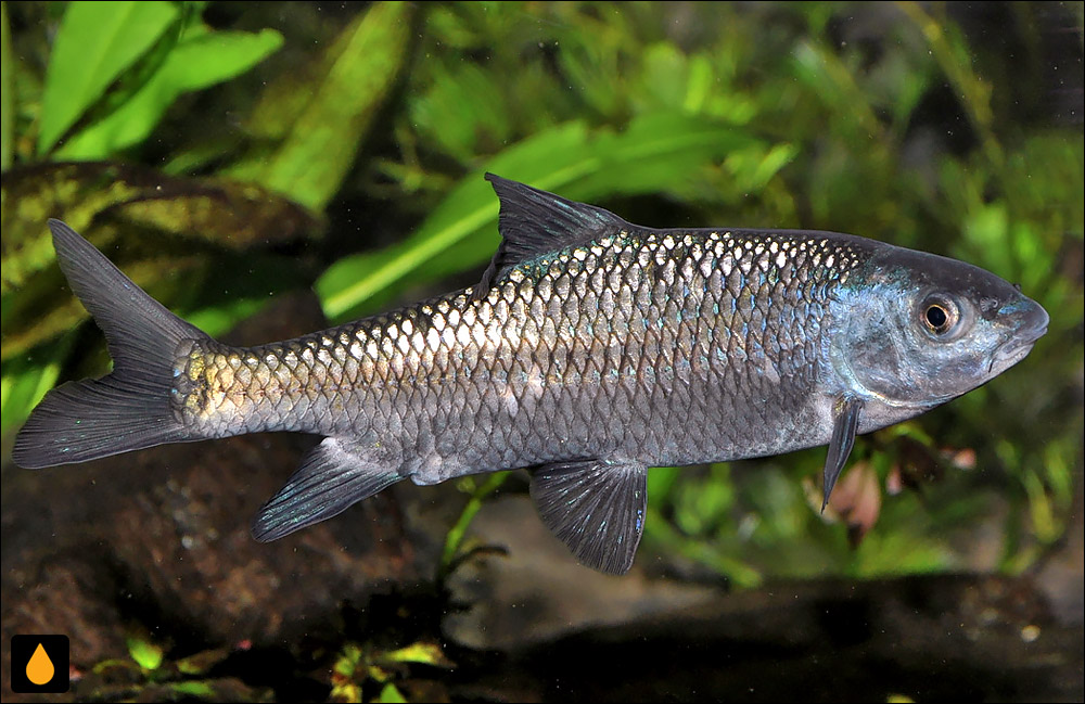 Cyprinion acinaces