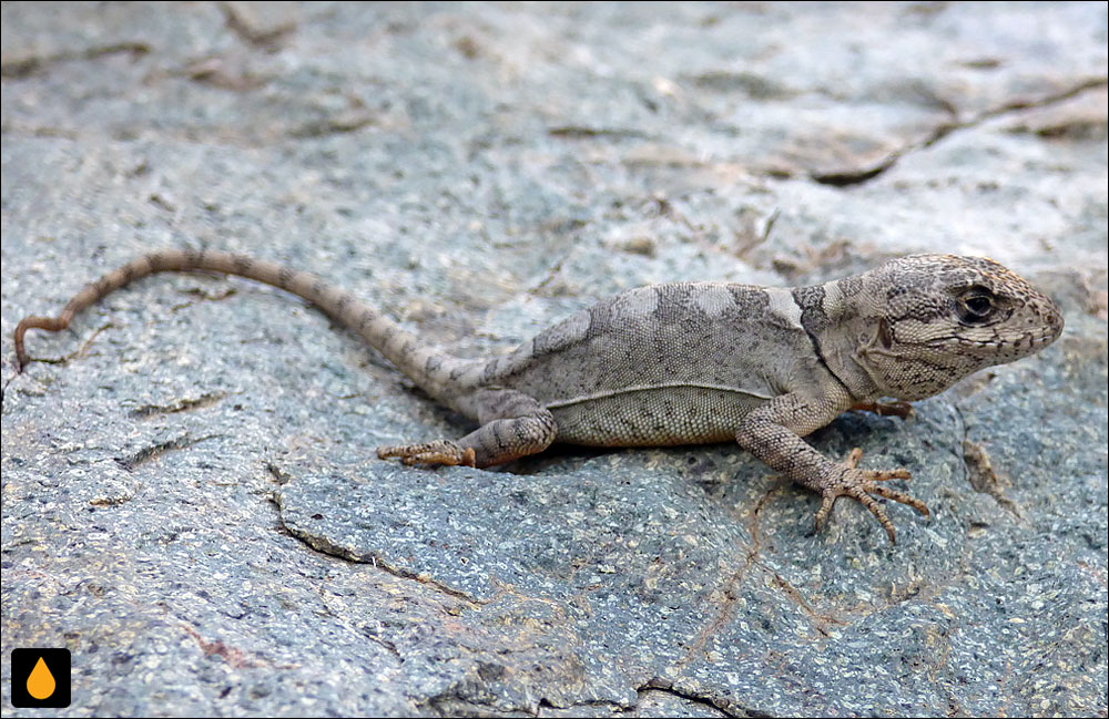 غرغروی ال وولکان