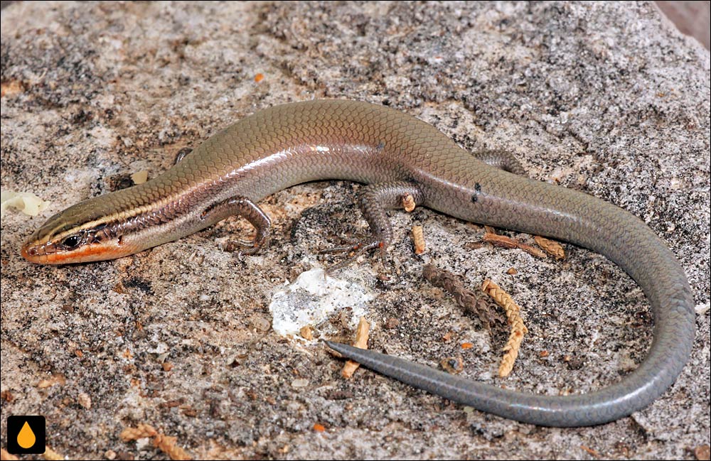 سقنقور چهارخط