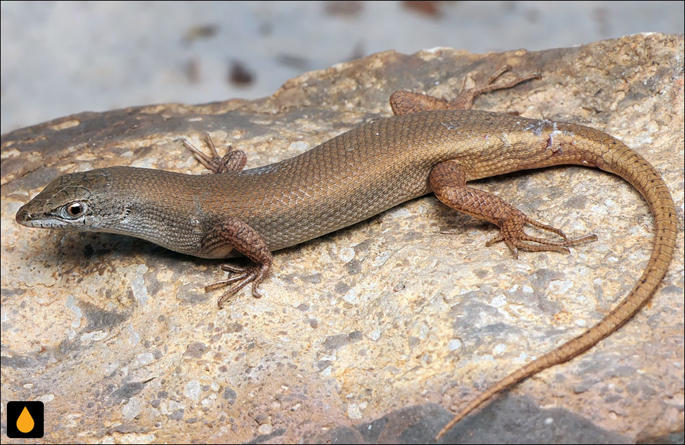 سقنقور صخره‌ای برنزی