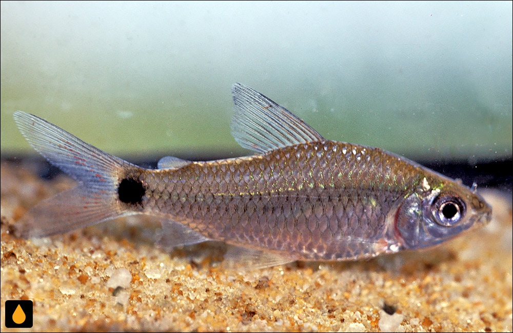 Cyphocharax saladensis