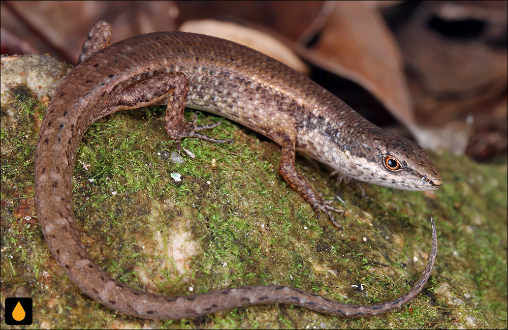 سقنقورسایهی لب رنگپریده