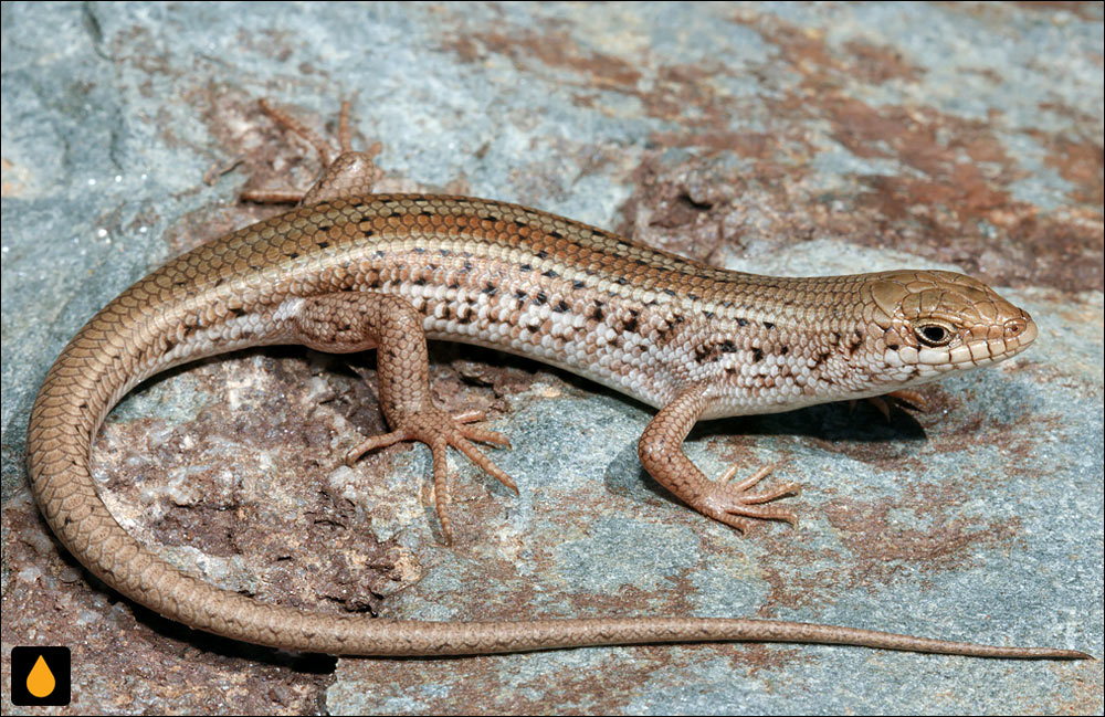 سقنقور سه‌خط غربی