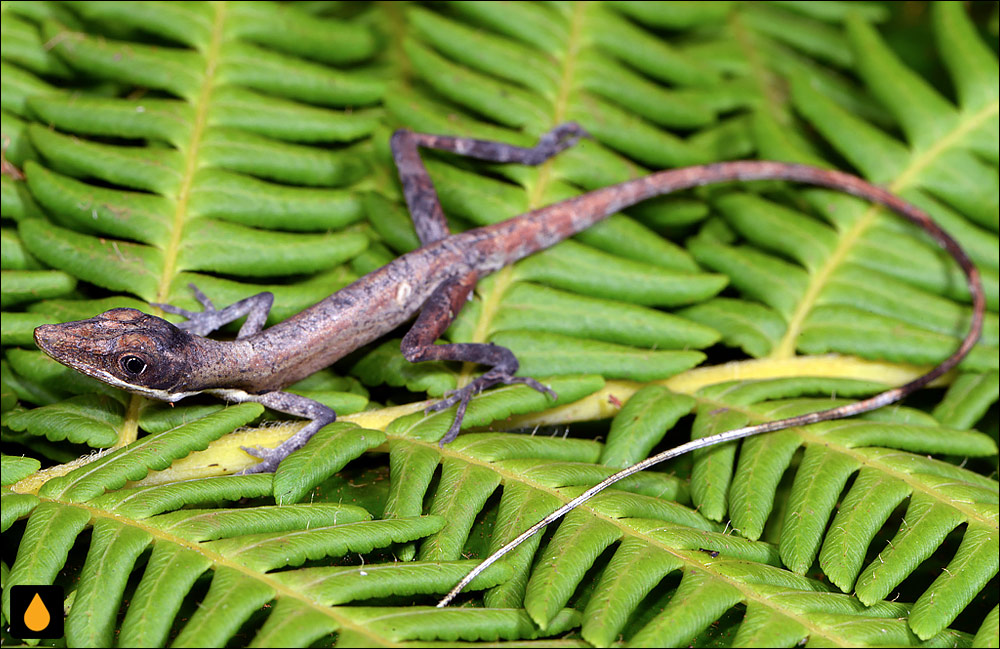 آنول آنفیودلول (آنول بوتهای چشمقهوهای)