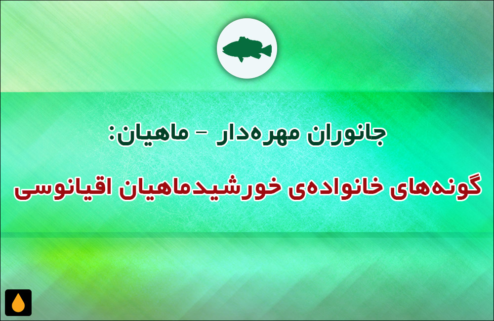 جانوران مهره‌دار - ماهیان: گونه‌های خانواده‌ی خورشیدماهیان اقیانوسی