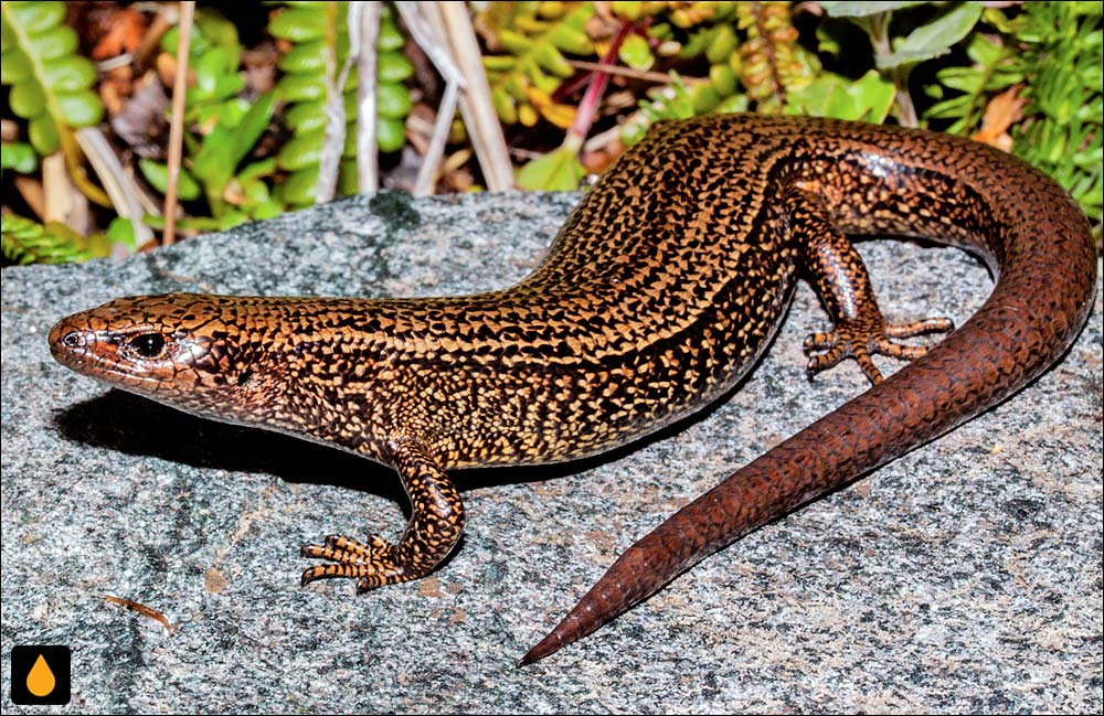 سقنقور آواکوپاکا