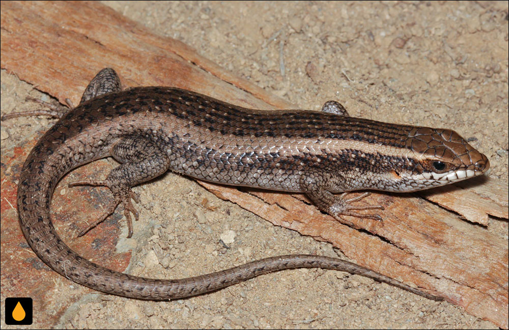 سقنقور درختی کالاهاری