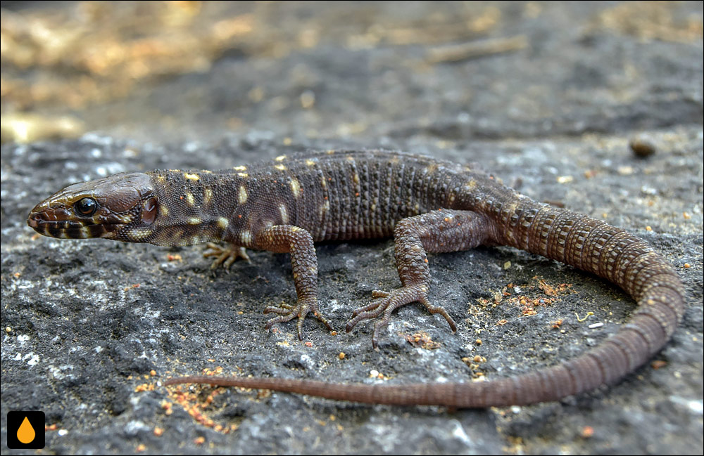 مارمولک شب گرمسیری اسمیت