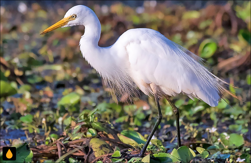 اگرت شهپردار (غار شهپردار)