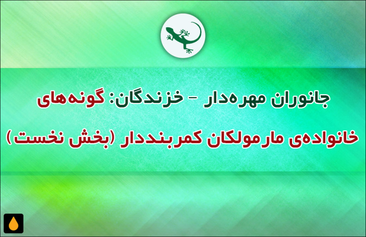 جانوران مهره‌دار - خزندگان: گونه‌های خانواده‌ی مارمولکان کمربنددار (بخش نخست)