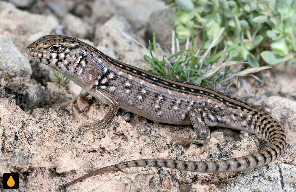 گاوسقنقور (سقنقور شنی جنوبی)