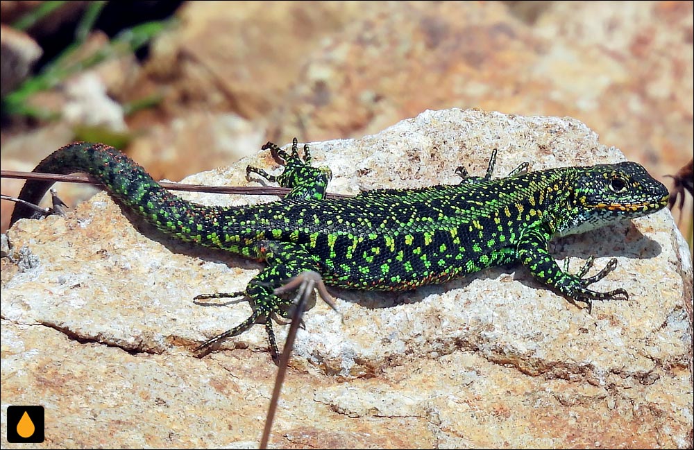 ایگوآنای درختی نگارین