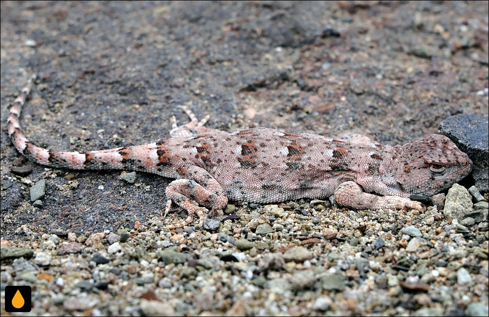 Liolaemus pseudoanomalus