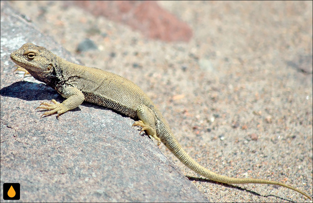 Liolaemus patriciaiturrae