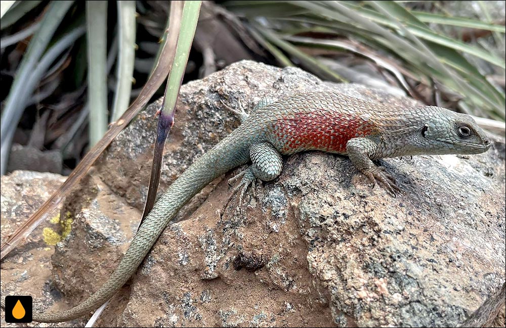 ایگوآنای درختی درخشنده