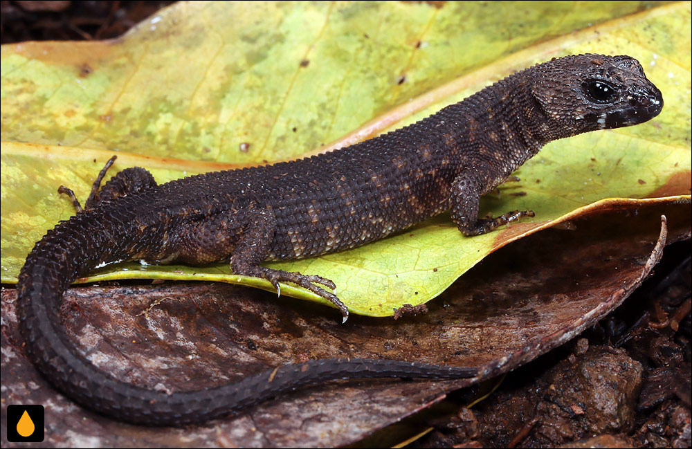 سقنقور جنگلی خاردار