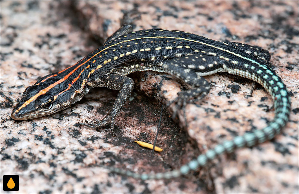 مارمولک تخت خال‌دار