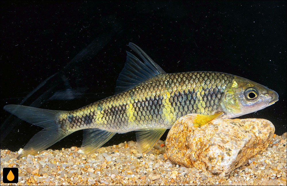 Acrossocheilus iridescens