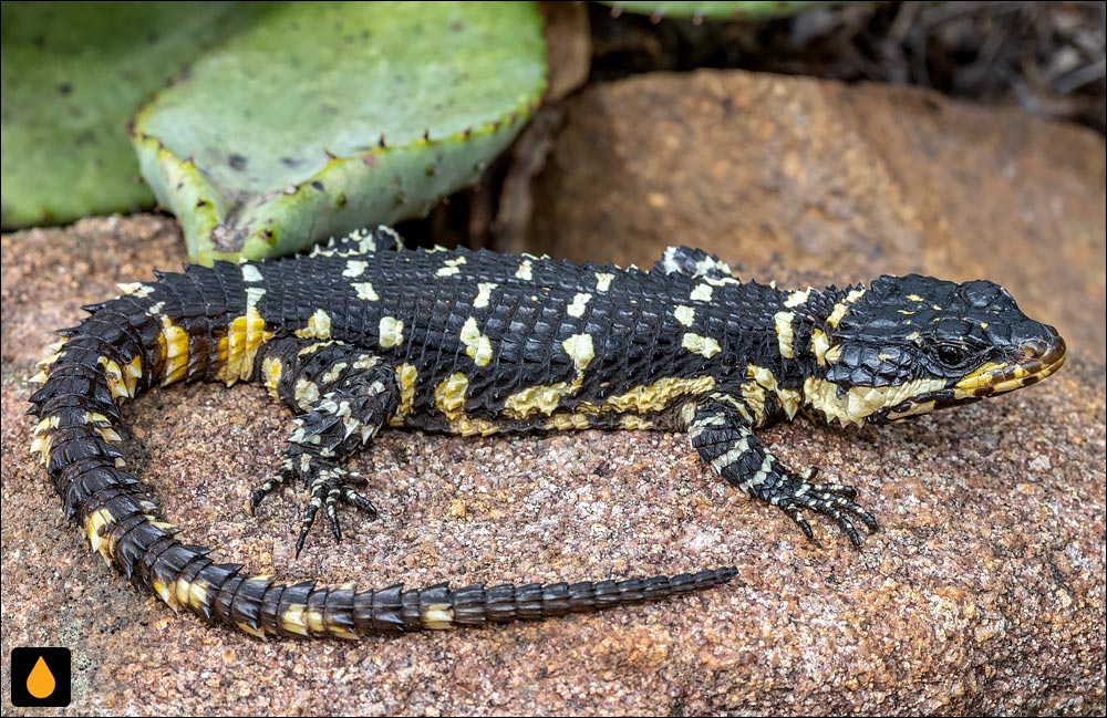 مارمولک کمربنددار سوازی