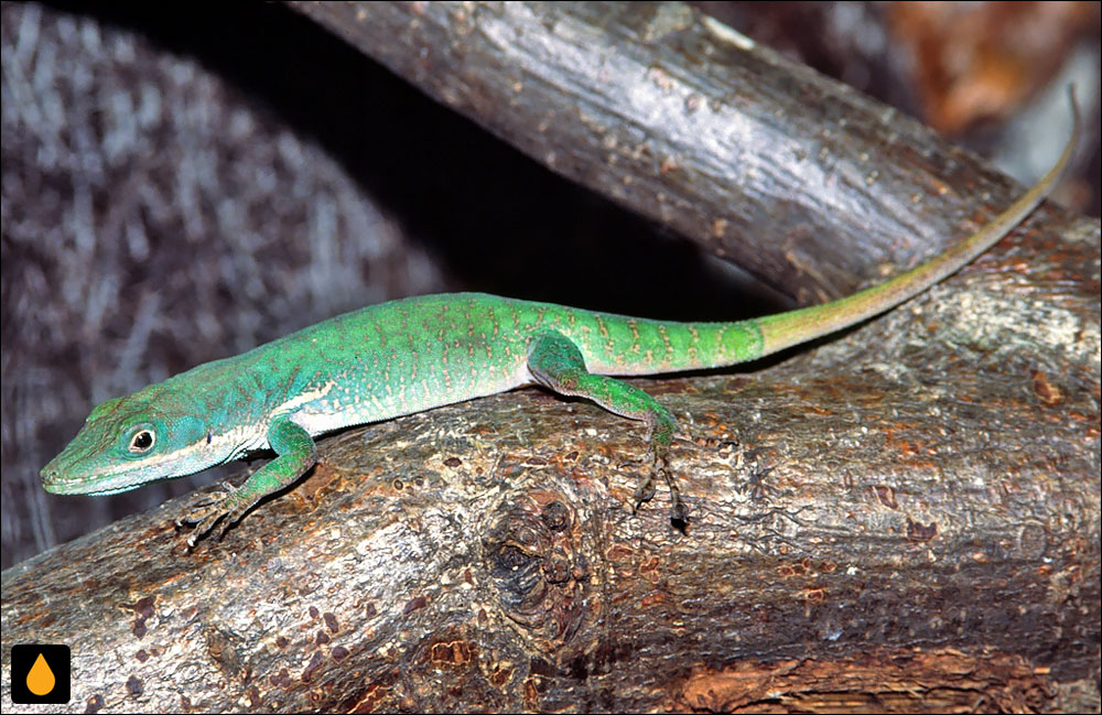 آنول سرس فینکا