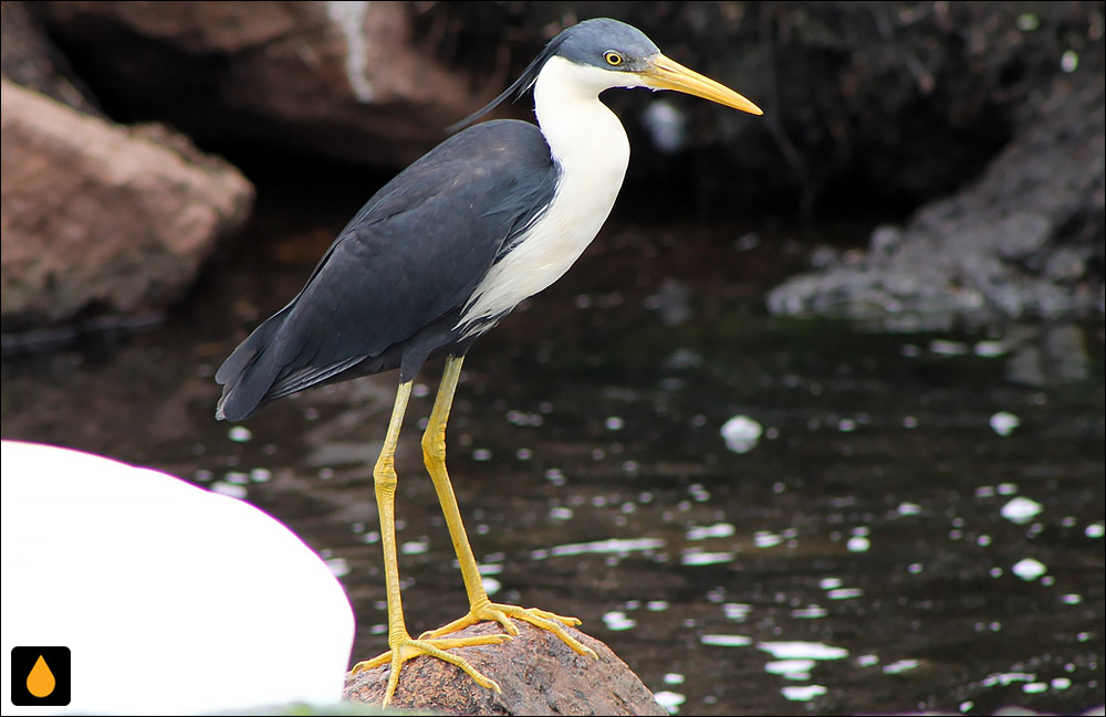 حواصیل ابلق (حواصیل دورنگ یا رنگارنگ)