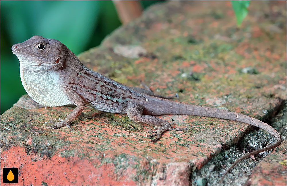 آنول تنومند شرقی کوردیلرا