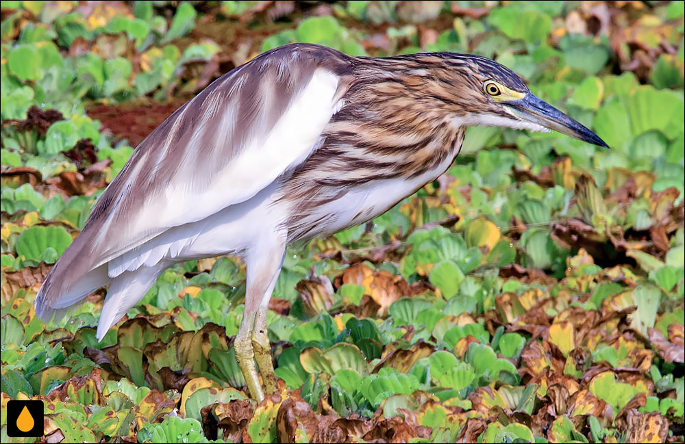 حواصیل برکه‌نشین مالاگاسی (حواصیل برکه‌ای ماداگاسکاری)