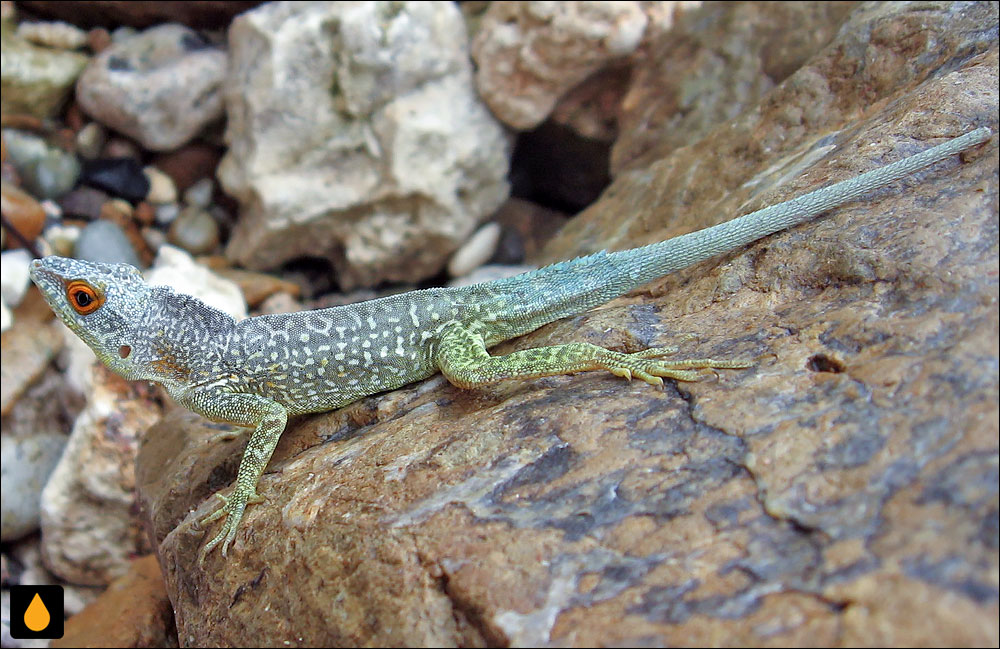 آنول لا دزیراده