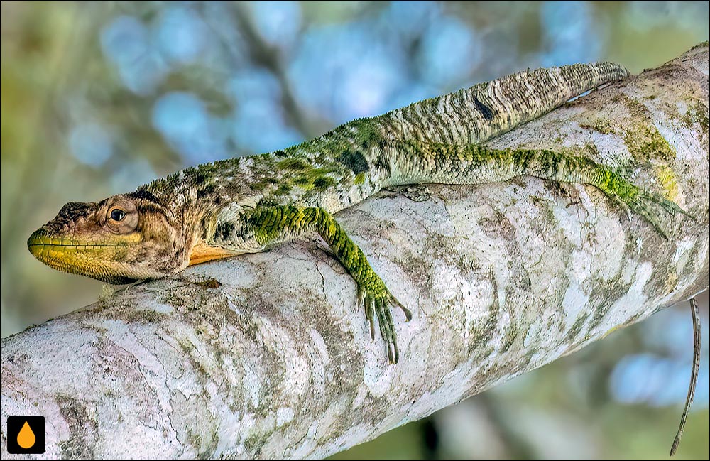 آنول بارائونا (آنول غولپیکر بارائونا)