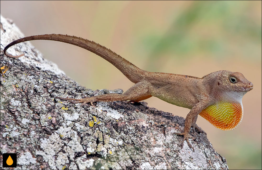 آنول تاج‌دار (آنول تاج‌دار پورتوریکویی)