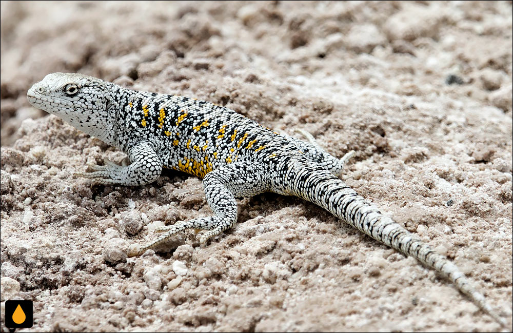 ایگوآنای درختی یانیز (مارمولک فابین)