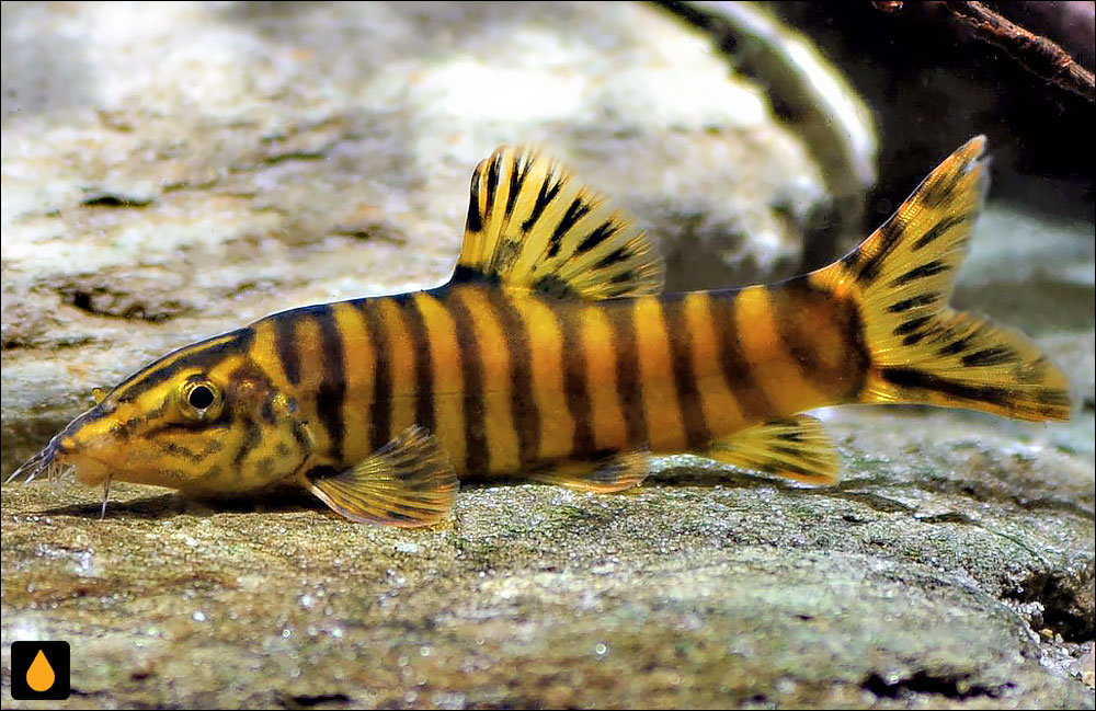 Sinibotia robusta