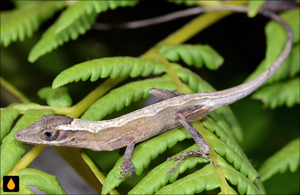 آنول بوتهسبز چشمآبی