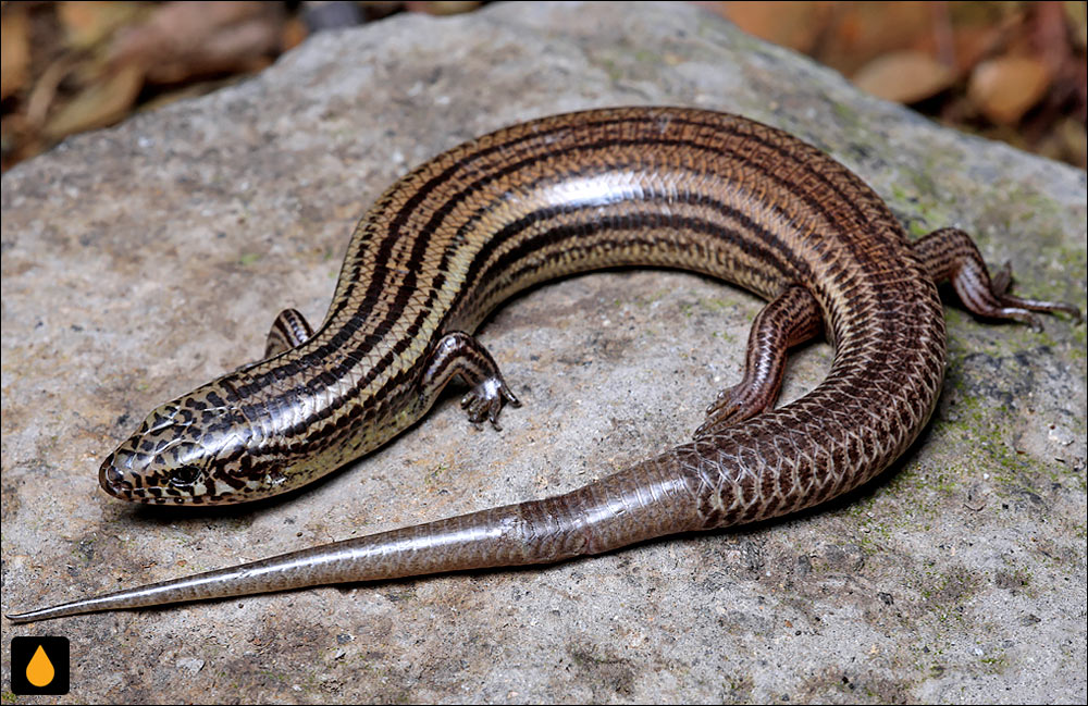 سقنقور ماناگوآ