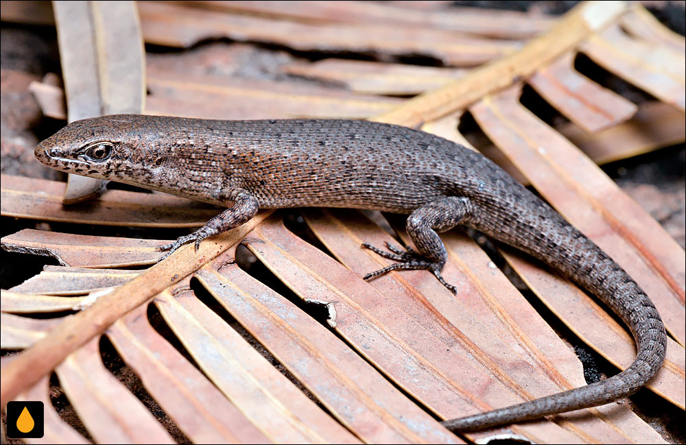 سقنقور رنگینکمانی قهوهای زبر