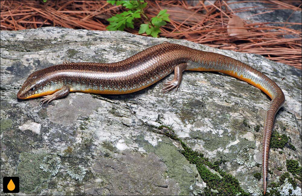 سقنقور پنجاب آلپاین (سقنقور پهلونواری)