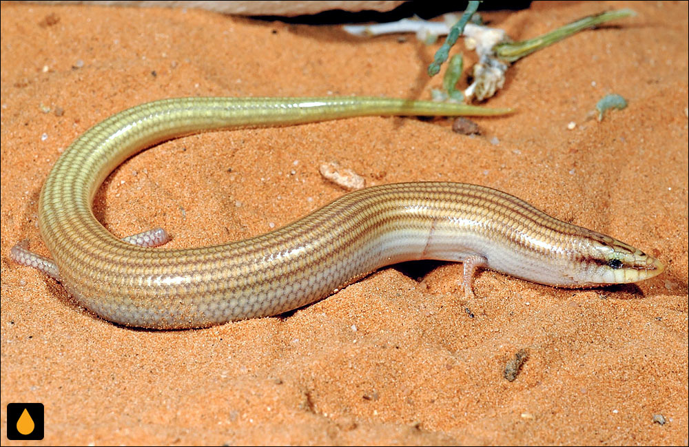 سقنقور پوزه‌گوه‌ای بولانژه