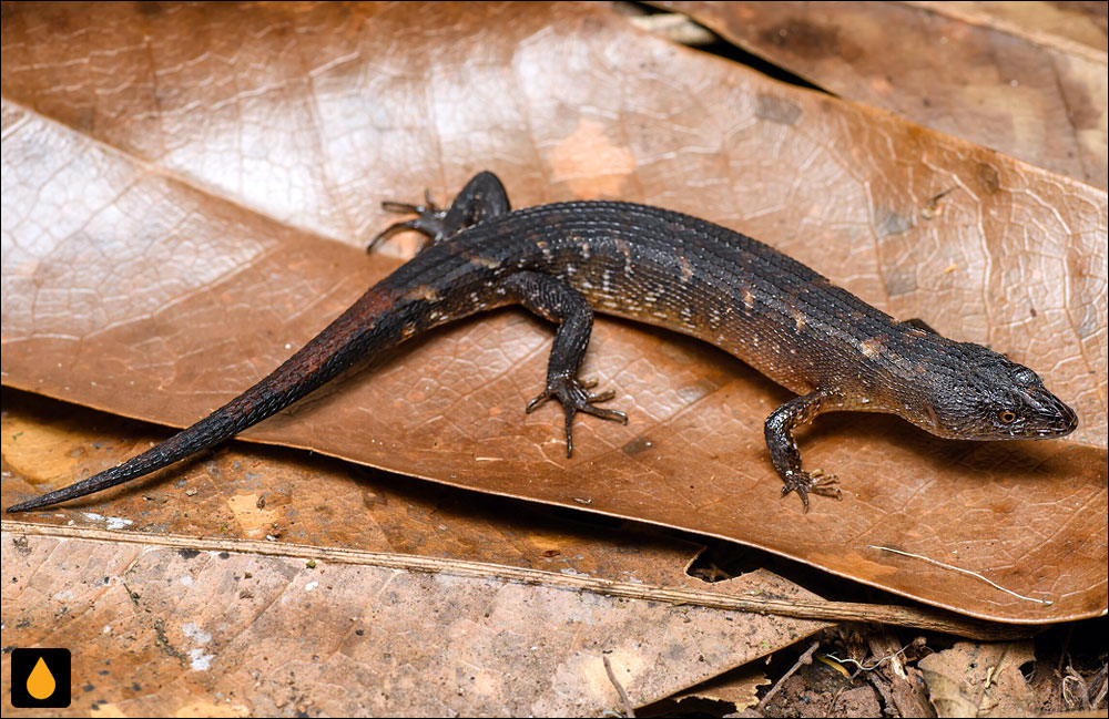 سقنقور آبی تایلندی