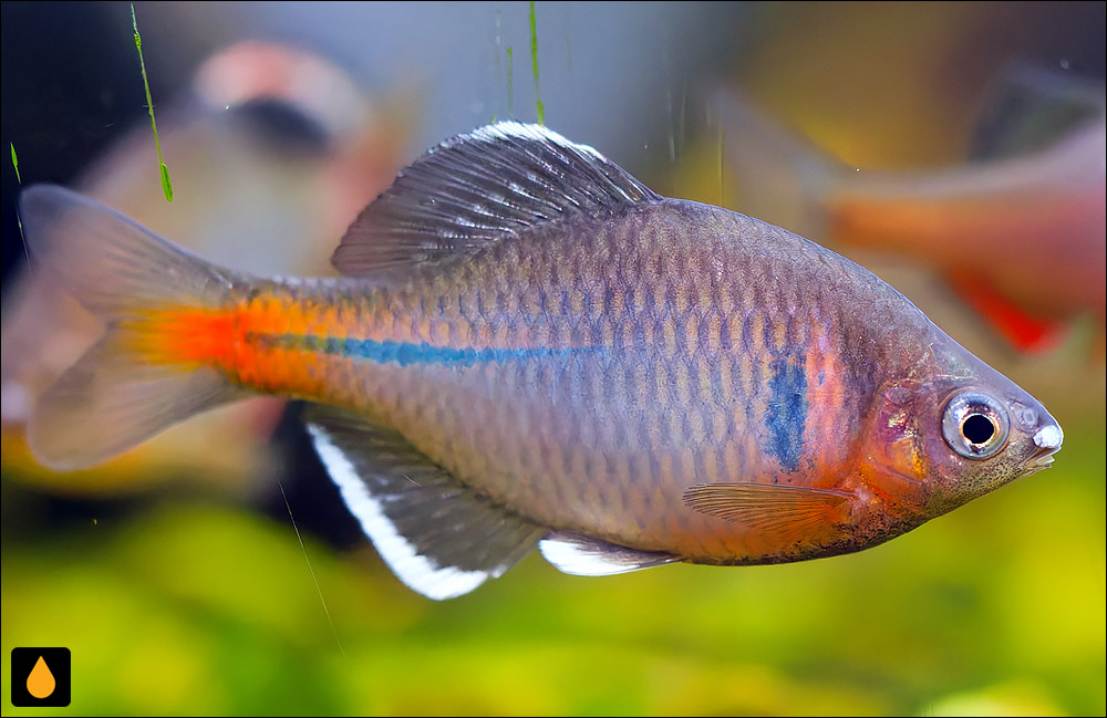 Rhodeus albomarginatus
