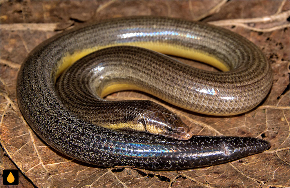 سقنقور دندان‌ماری بی‌اندام