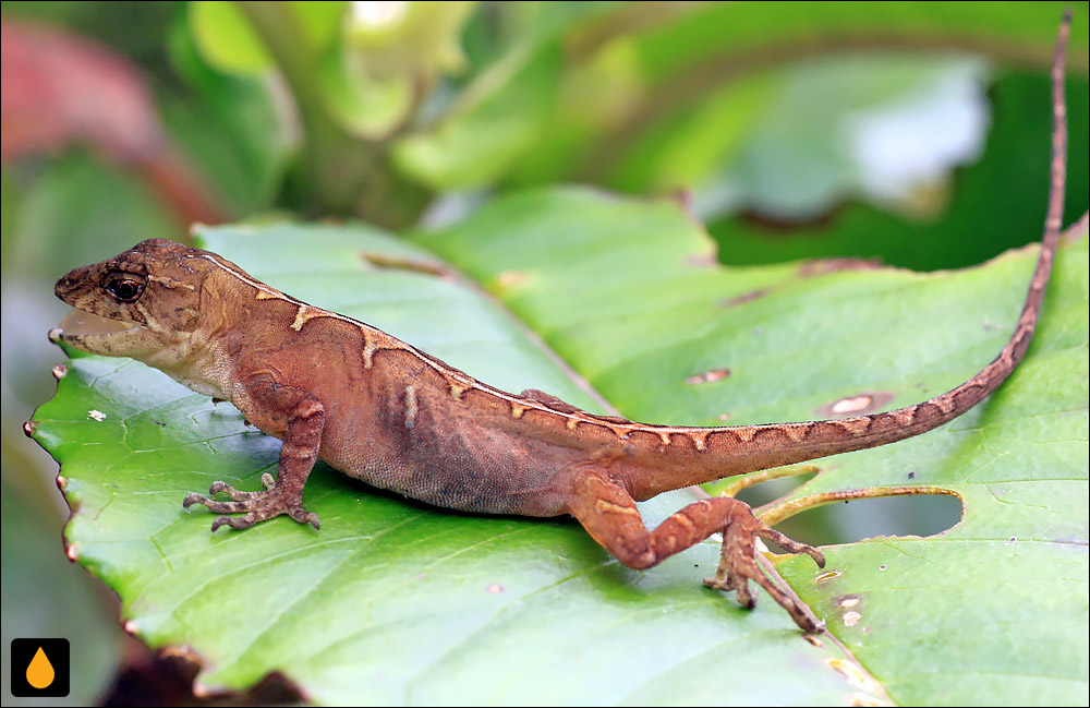 آنول سانتا النا