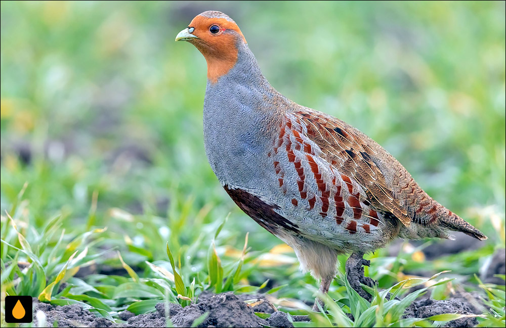 کبک خاکستری (پرنده‌ای از خانواده‌ی قرقاولان)