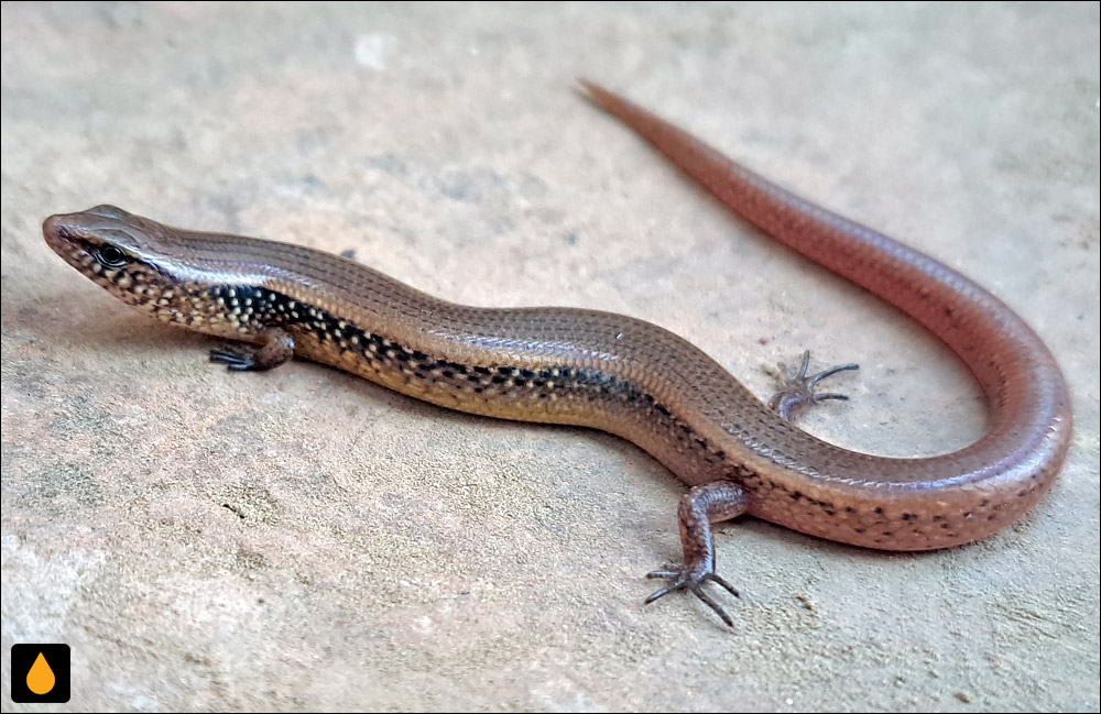 سقنقور خمشپذیر خالسفید