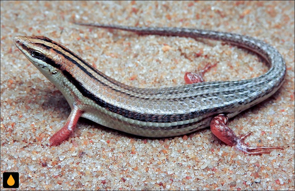 مابویای بیبرون