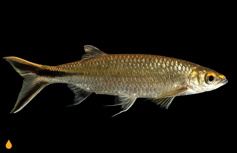 Luciosoma trinema